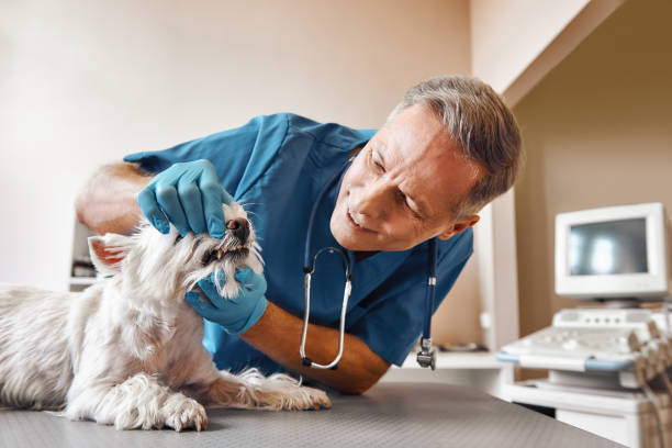  South Lebanon, OH Emergency Dentist Pros